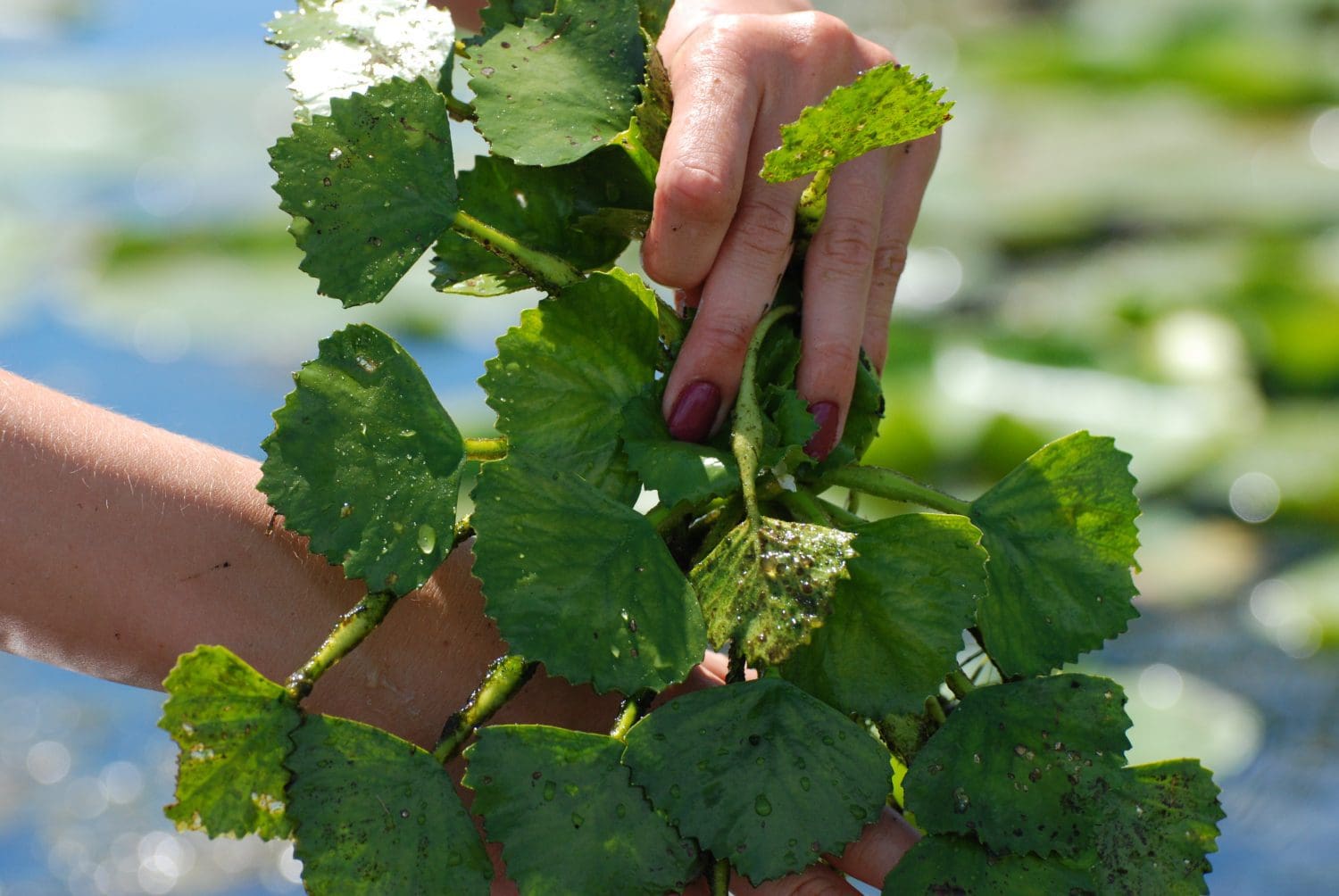 National Invasive Species Awareness Week