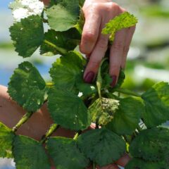 DUC's European Water Chestnut Eradication Program in Ontario