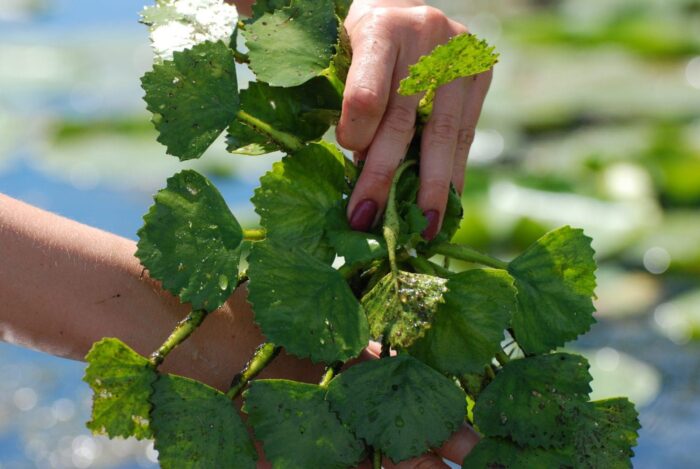 European water chestnut.