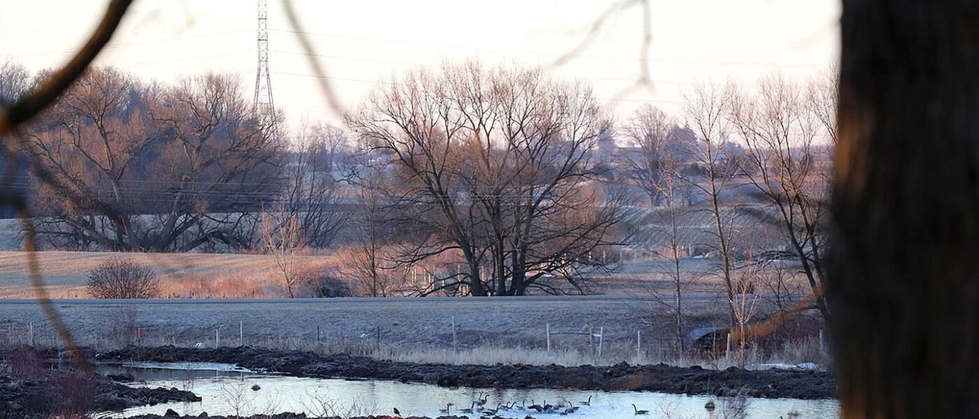 A flock of geese landing on the ponds in the spring of 2018 was cause for general celebration.