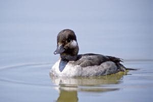 Bufflehead hen, swimming.