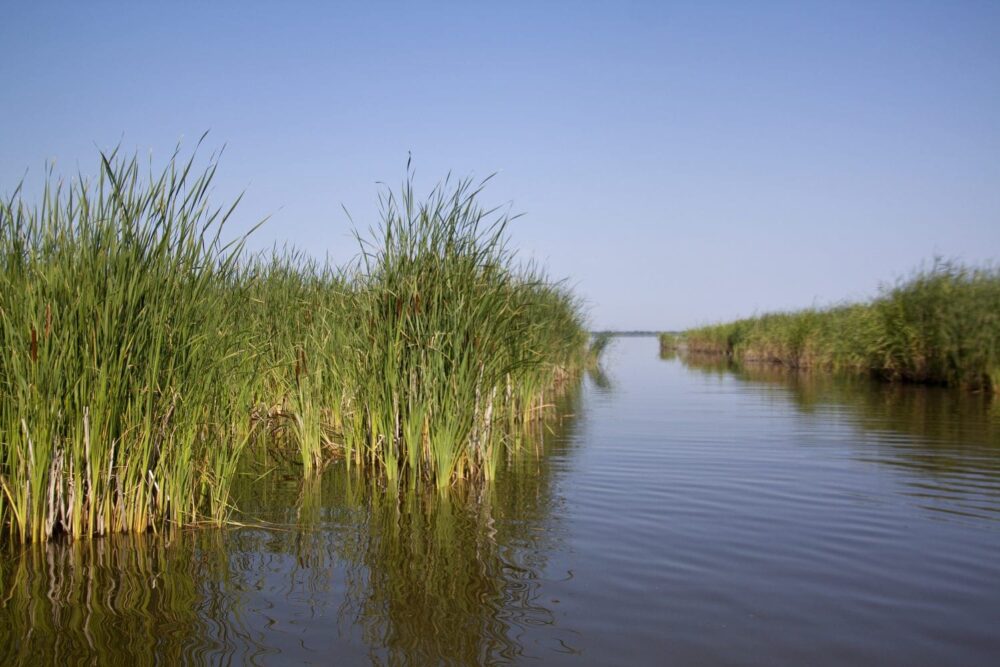 DUC will protect more than 220 hectares of prairie wetlands and grasslands, thanks to funding released through the Conservation Trust. 