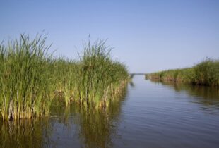 Manitoba’s wetlands and grasslands to benefit from new Conservation Trust
