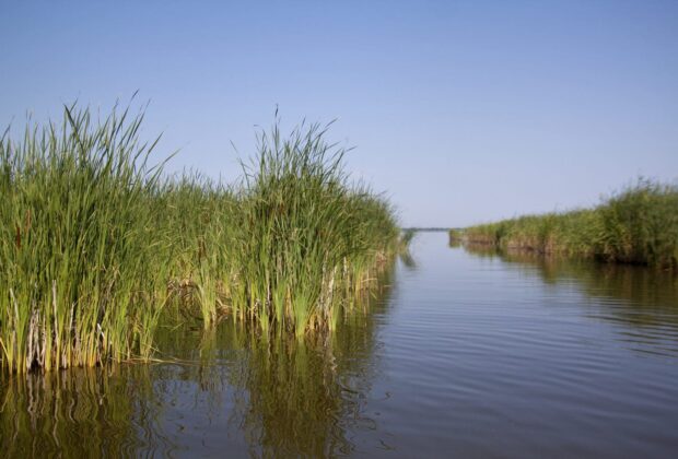Manitoba’s wetlands and grasslands to benefit from new Conservation Trust 