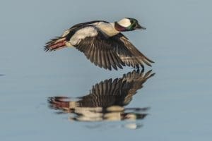 Bufflehead drake in flight.