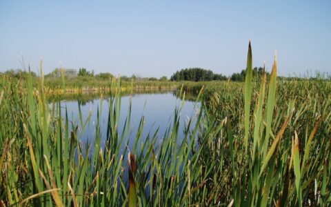Natural Heritage Conservation Program provides new protection for Canada’s wetlands
