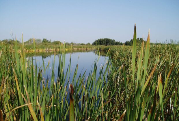 Natural Heritage Conservation Program provides new protection for Canada’s wetlands