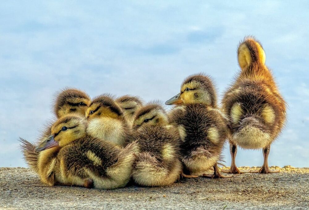 People sometimes ask us what to do about a duck family in their pool in early summer. 