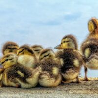 Give a Duck for conservation