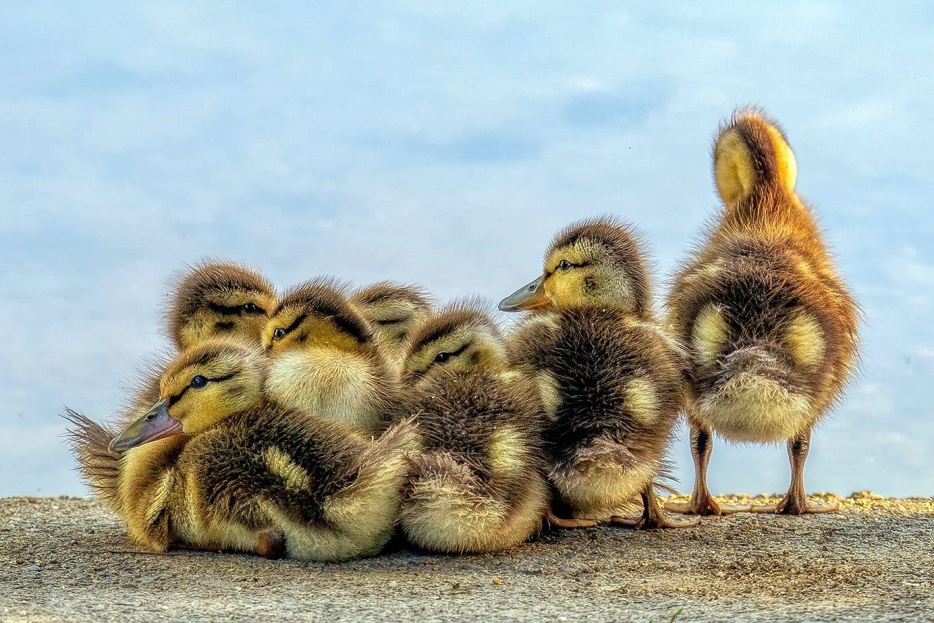 Fuzzy ducklings!