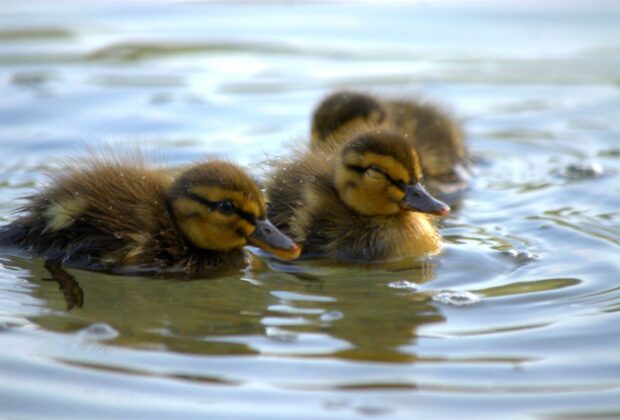 That time when a duck family took over the backyard pool