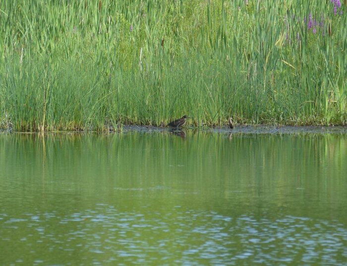 A shy green heron appears at the water’s edge.