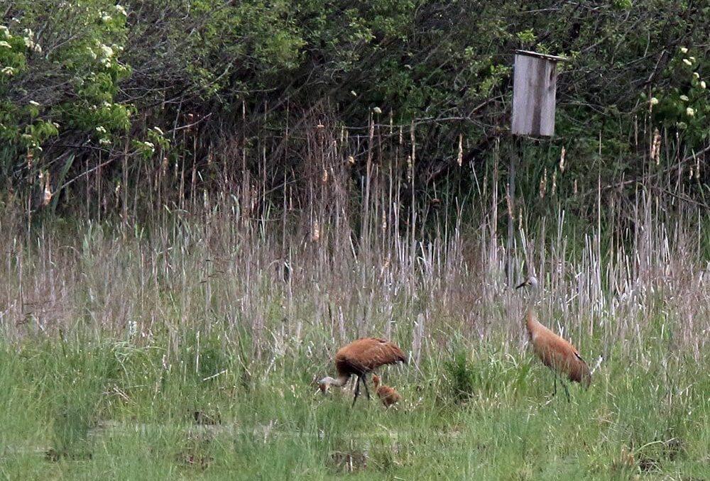  An exciting glimpse of Sandhill cranes with a recently hatched colt.
