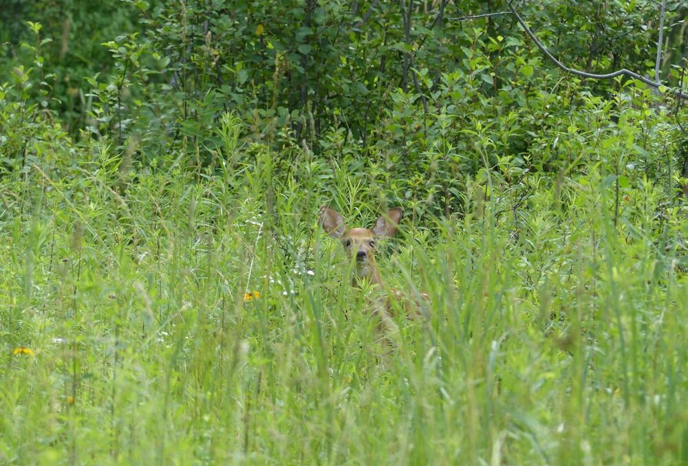  A curious faun watches Gail McNeil carry out annual wildlife surveys.