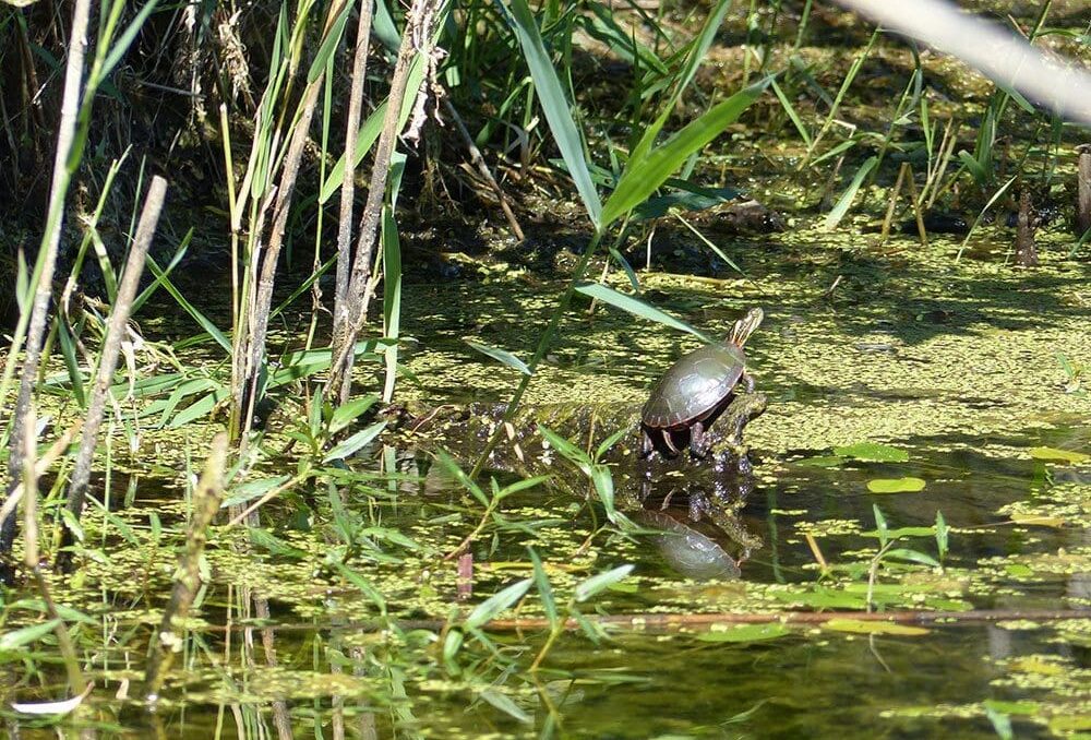 Painted turtle sunning at the Delaware wetland.