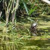 Where bobolinks flit among the cattails