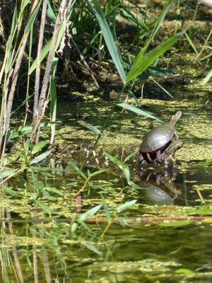 Where bobolinks flit among the cattails