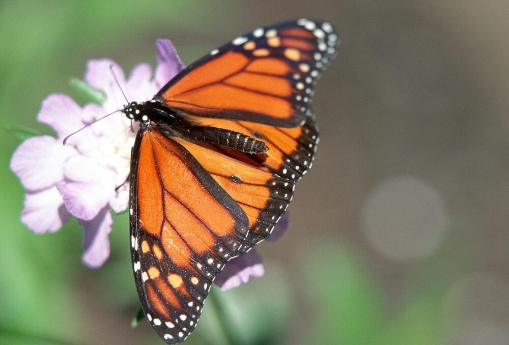 Monarch butterfly, a valuable grassland pollinator