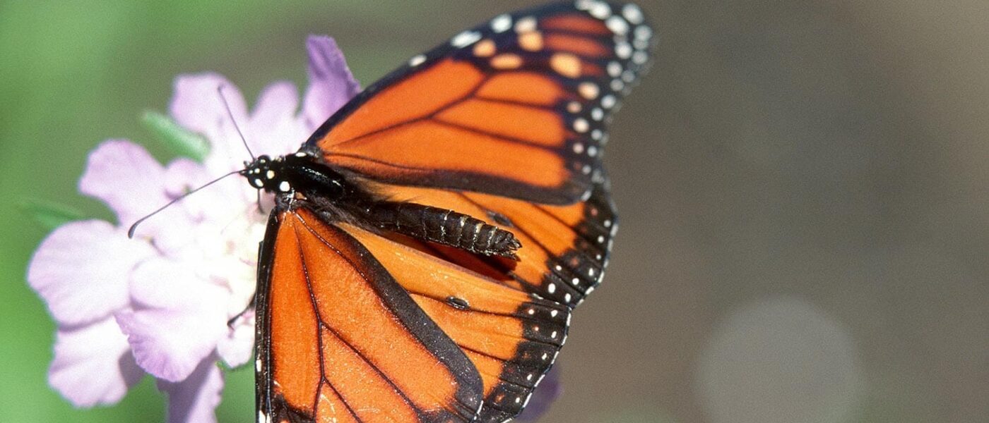 Monarch butterfly