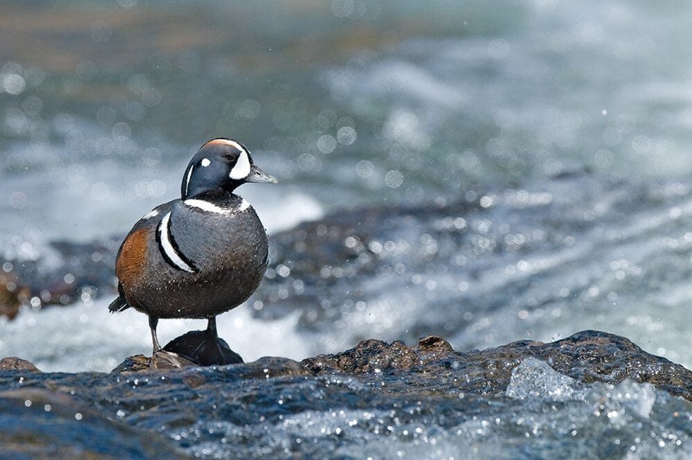 Harlequin duck