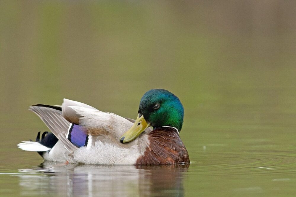 Mallard drake preening