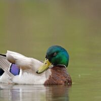 Mallard