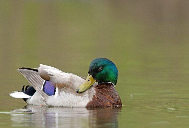 DUCKS UNLIMITED CANADA: VIGILANT CONSERVATION A MUST TO KEEP WATERFOWL POPULATIONS THRIVING