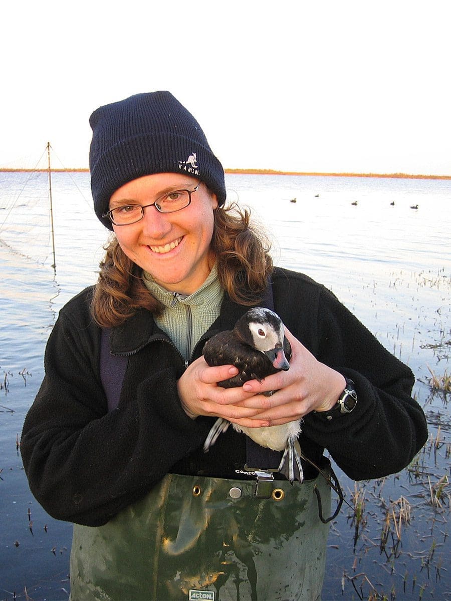 Boreal researcher with longtailed duck