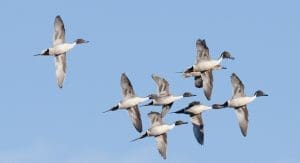 northern pintail flying
