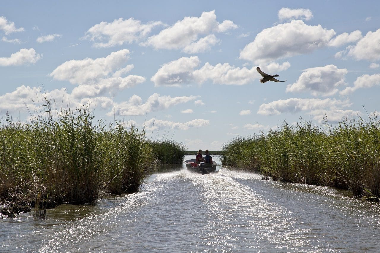 Boat driving through delta marsh with a waterfowl flying overhead