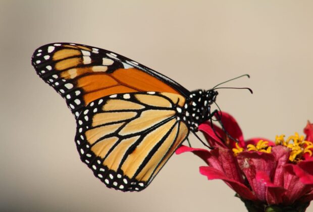 10 Fascinating Facts about Native Bees and Monarch Butterflies