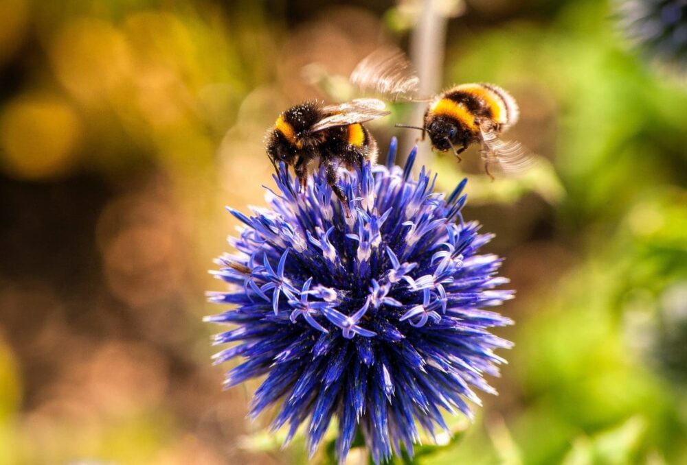 Bees will drink water at your station and then carry some home to use for cooling and hydrating in their hives.