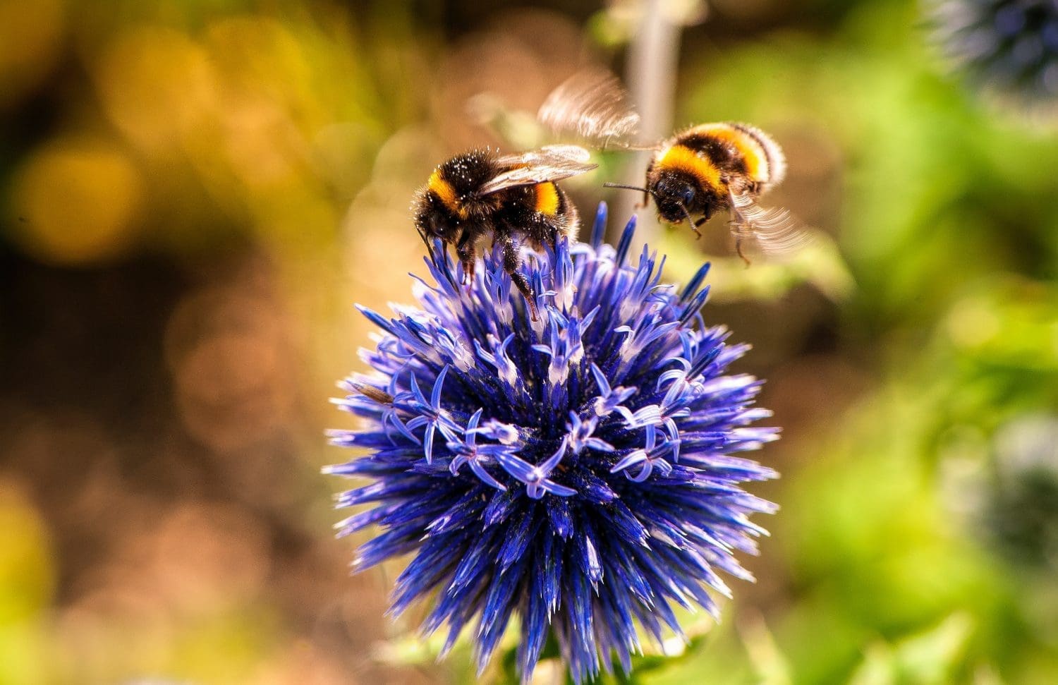 The plight of pollinators — Ducks Unlimited Canada