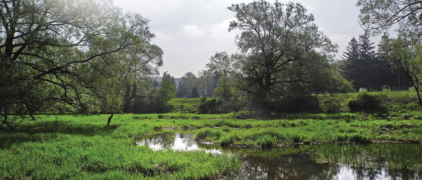 Southern Ontario wetland