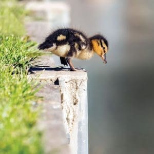 Duckling at edge of a wall