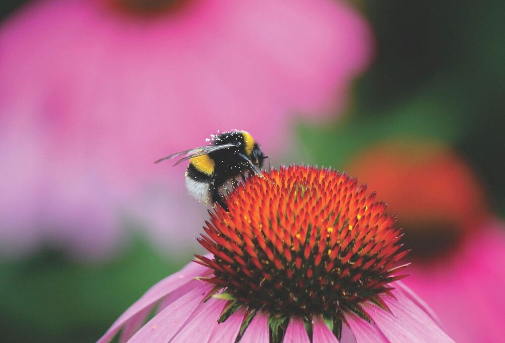 Small but mighty, invertebrates like the bumblebee are tied to the fate of our wetlands