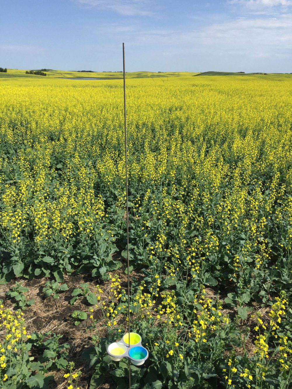 DUC research scientist Jim Devries installed this bee trap at the edge of wetland inside a canola field.