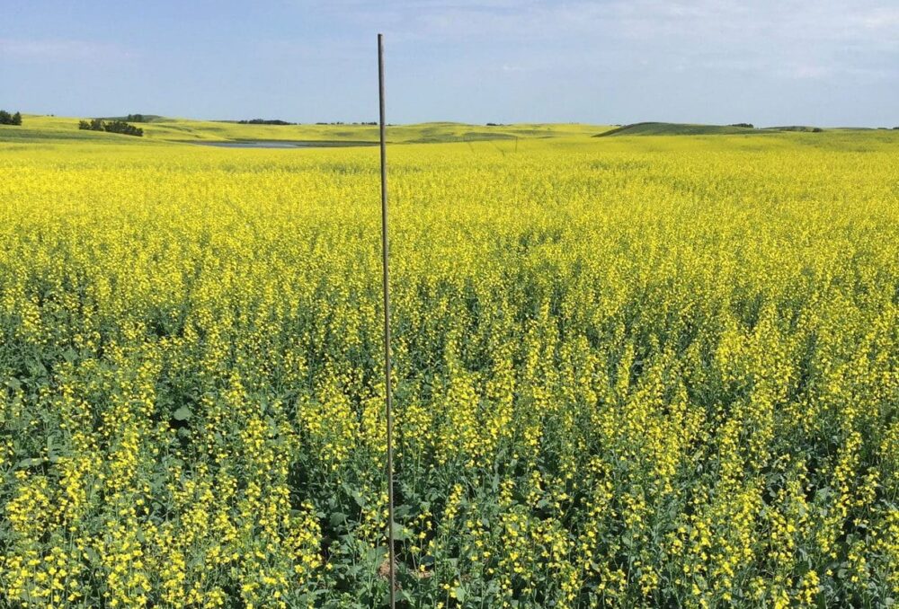DUC research scientist Jim Devries installed this bee trap at the edge of wetland inside a canola field.
