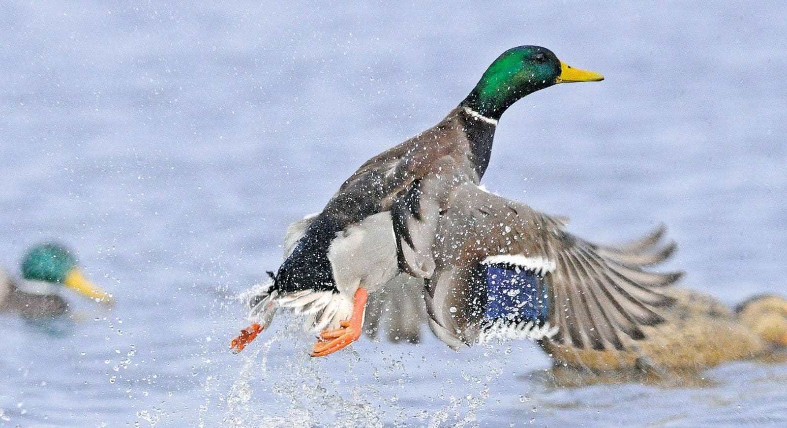 duc-by-the-numbers-2019-annual-report-ducks-unlimited-canada