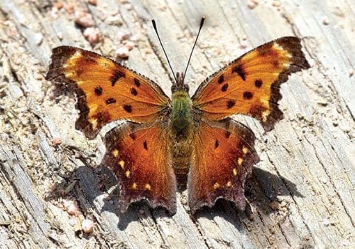 Grey Comma