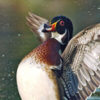 Wood Duck