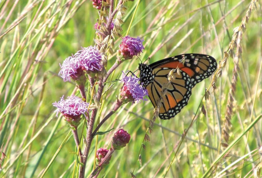 Monarch butterfly