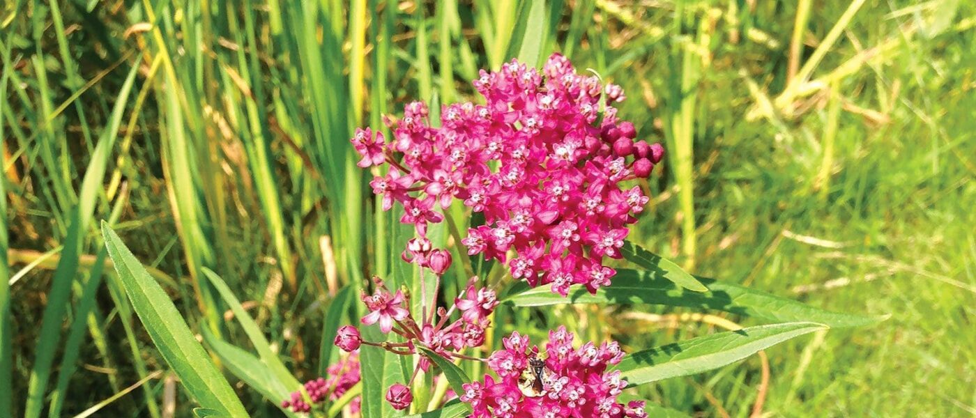 Swamp Milkweed