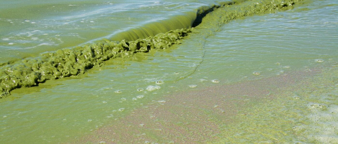 Blue-green algae in a Canadian lake.
