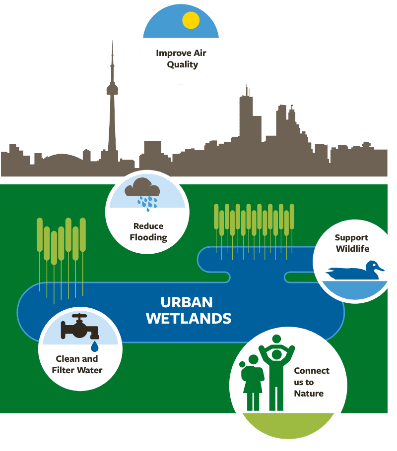 Urban Wetland Infographic