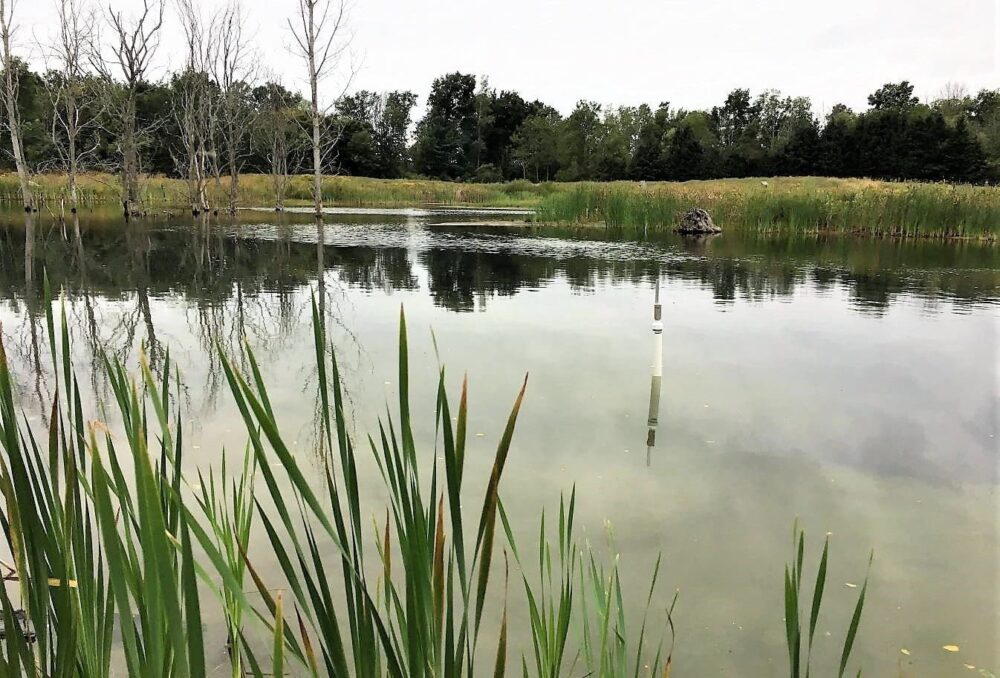 New research digs into the role of small, restored wetlands in capturing nutrients from surface water runoff. 