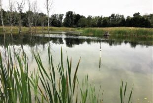 How much can wetlands help reduce summer algae outbreaks?