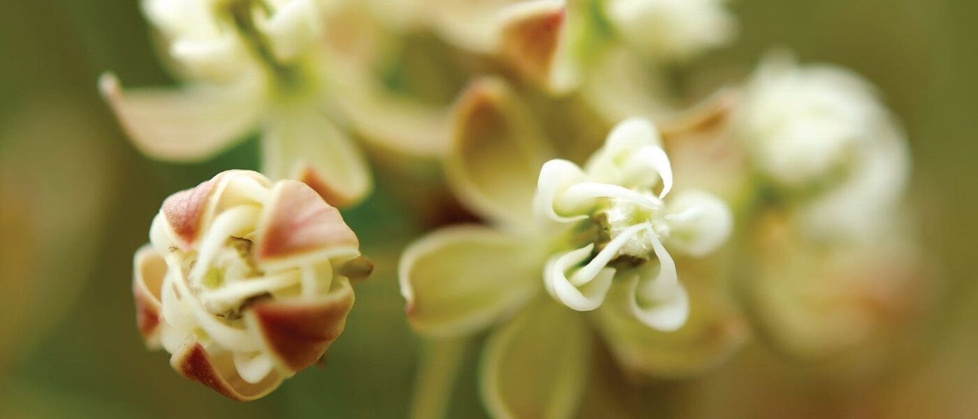 Whorled milkweed