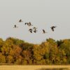 Hunting and Trapping on DUC Lands in Manitoba