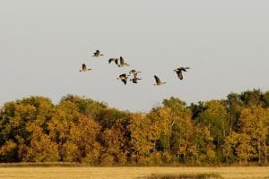 Migrating Canada goose flock.